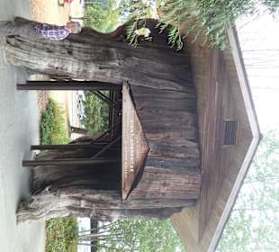 Es war einmal ein riesiger Thuja-Baum