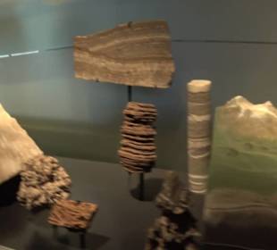 Museum der Naturkunde