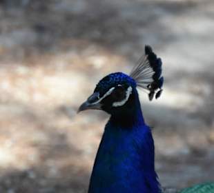 Pfau