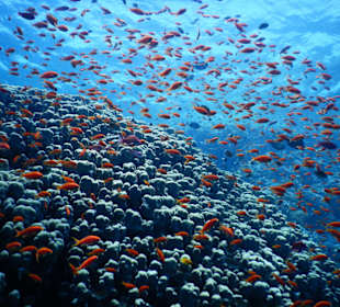 Bunte Fische