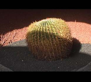 Kakteen so weit man sehen kann