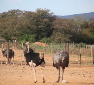 ...sie sind neugierig!