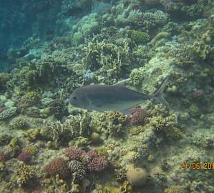 Schnorcheln Marsa Alam