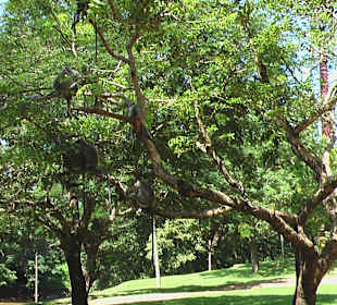 Wilde Affen in den Bäumen