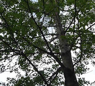 Waldlehrpfad in Tieringen