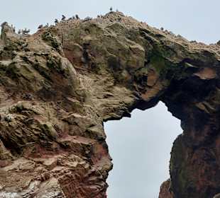 Ausflug Ballestas Inseln