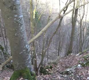 Premiumwanderweg Hohenwittlingensteig