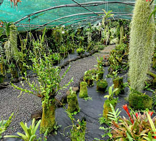 Abteilung der Saprophyten