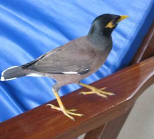 Frecher Vogel will Futter