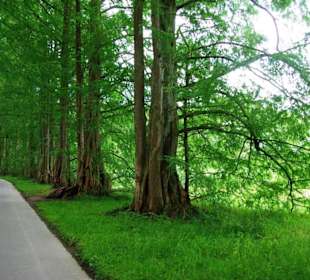 Auf der Allee entlang