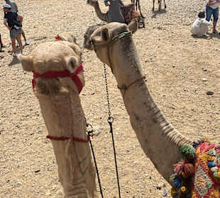 Kameltour um die Pyramiden 