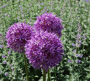 Spaziergang durch den Botanischen Garten Bremen