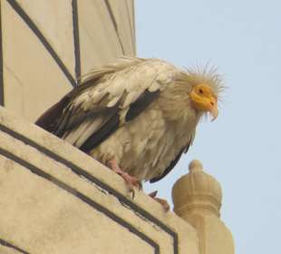 Geier auf dem Taj Mahal
