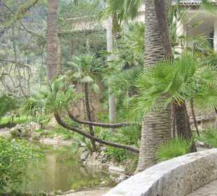 Palmen