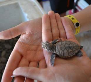 Auf der Saona VIP Tour