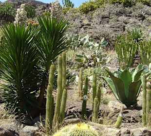 Kakteenlandschaft im Palmitos Park