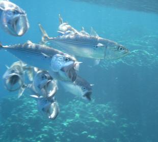 Großmaulmakrelen