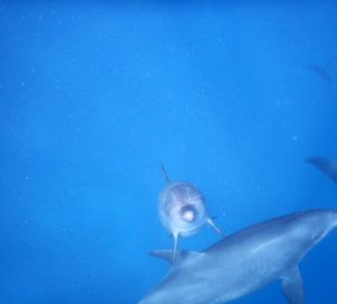 Neugieriger Delfinnachwuchs