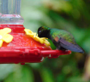 La Paz Waterfall Gardens