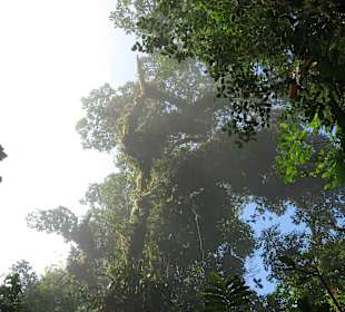 Nebelwald Santa Elena / Monteverde