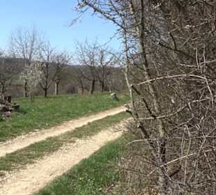 Premiumwanderweg "hochgeblickt"