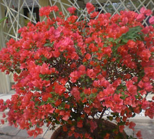 Blumen am Terminal