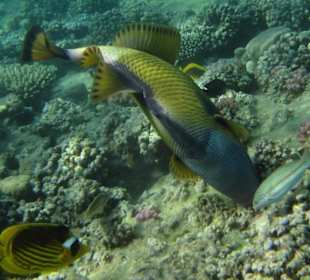 Riesendrücker bei der Arbeit