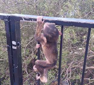 Gibraltar - enklawa brytyjska