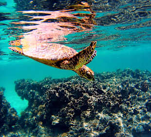 Schnorcheln Marsa Alam