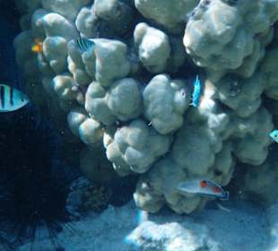 Koralle mit "kinderstuber"