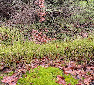 Wandern Bannwald Baiersbronn