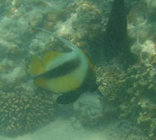 Poisson cocher