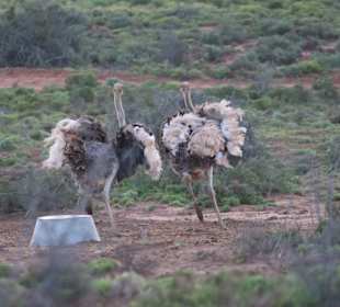 Safari Ostrich Farm