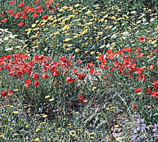 Mai- und Mohnblumen