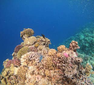 Schnorcheln Marsa Alam