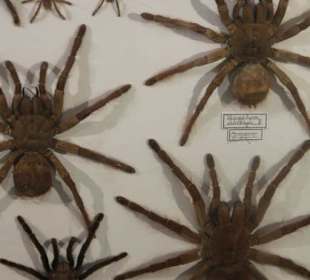 Spinnensammlung 
