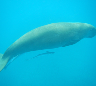 Schnorcheln Marsa Alam