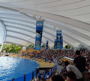 Orca Ocean Show