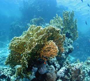 Korallen am Hausriff Hotel Jaz Solaya Resort