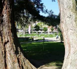Blick vom Mammutbaum auf den Kurpark