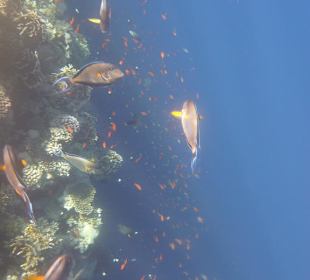 House Reef