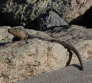 Die Kanareneidechse sonnt sich