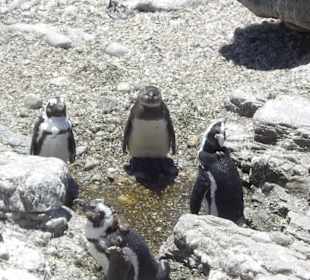 Stoney Point African Penguin Breeding Colony