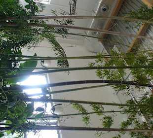 Pijalnia Wód - Palmiarnia