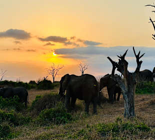 Elefanten in Sonnenuntergang fre