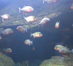 National Aquarium Malta