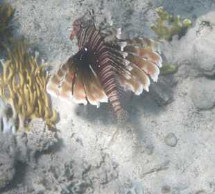Rotfeuerfisch