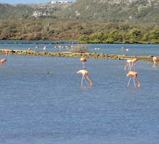 Blick über die Saline Sint Marie