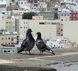 Santa Ana - Aussicht