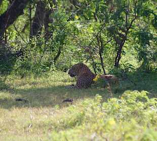 Yala Nationalpark 